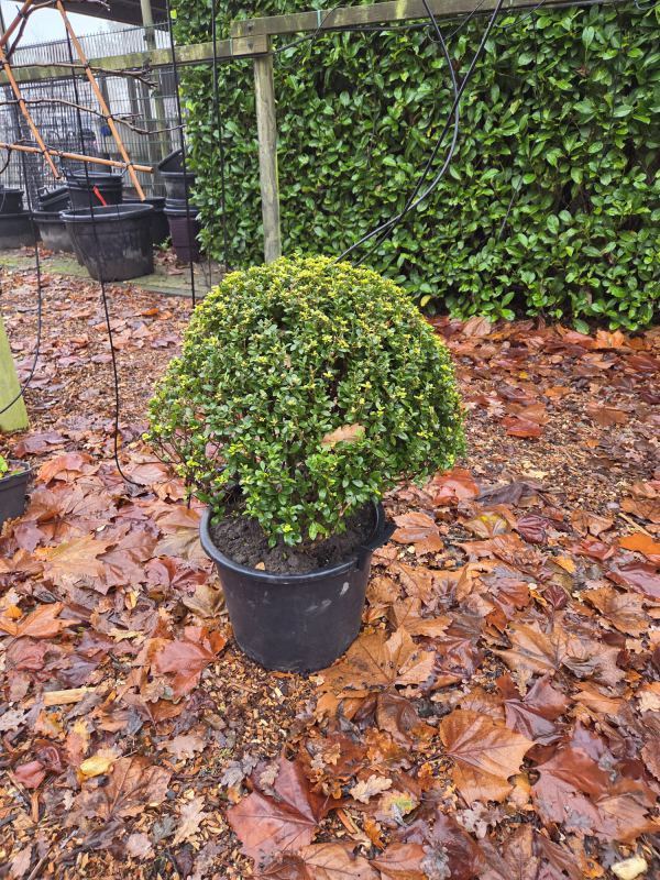 Ilex bol  I  Totaalboom Brabant