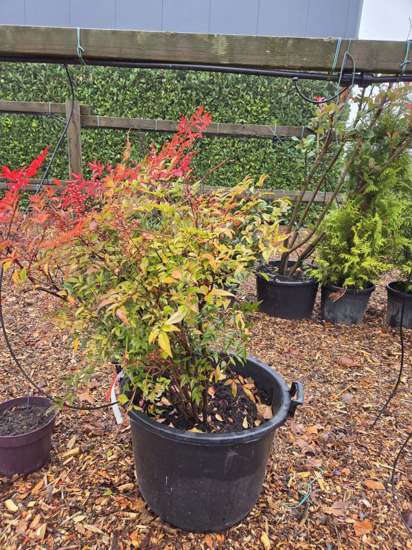 Japanse bamboe  I  Totaalboom Brabant 