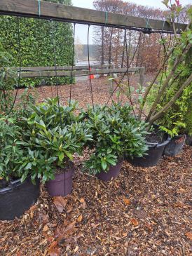 2 rododendrons  I  Totaalboom Brabant 