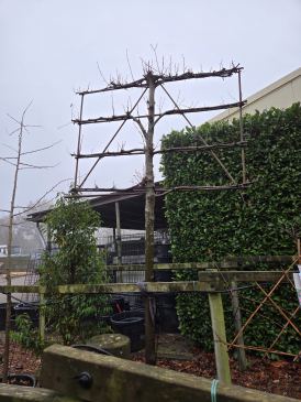 Grote leilinde  I  Totaalboom Brabant