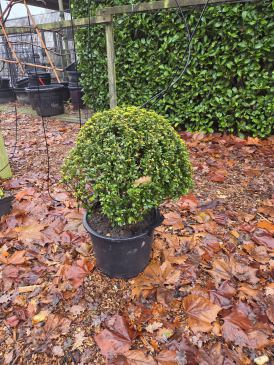 Ilex bol  I  Totaalboom Brabant