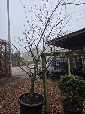 Perzik boompje  I  Totaalboom Brabant 