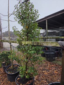 Portugese Laurier ca. 200 centimeter  I  Totaalboom Brabant